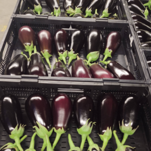 palette of eggplants